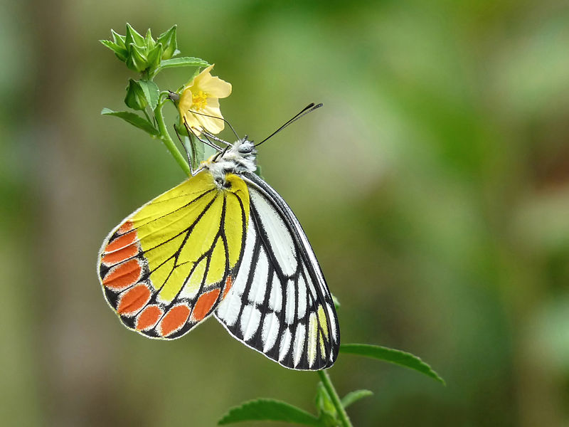 File:Common Jezebel Delias eucharis by kadavoor 2.JPG