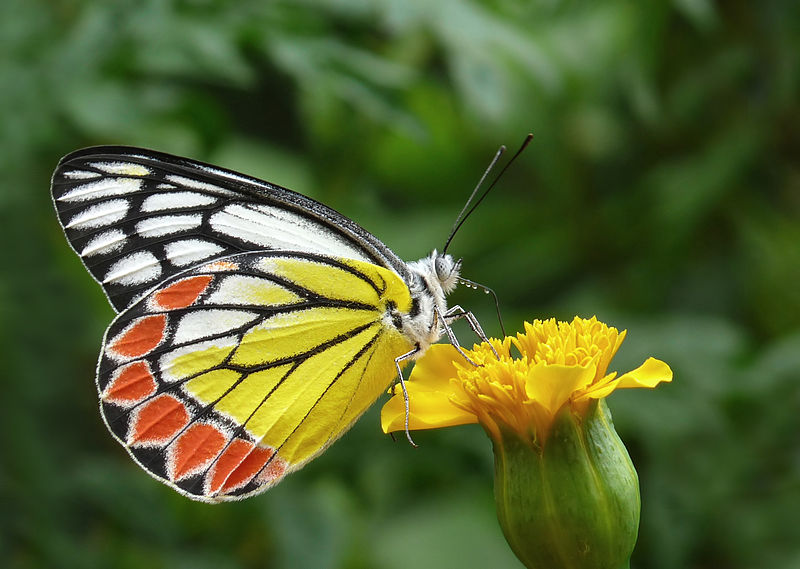 File:Common Jezebel Delias eucharis by kadavoor 3.jpg